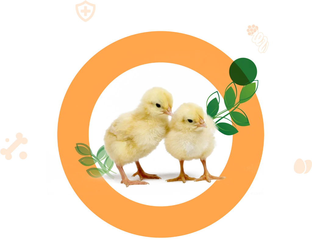 Pullet layer premix